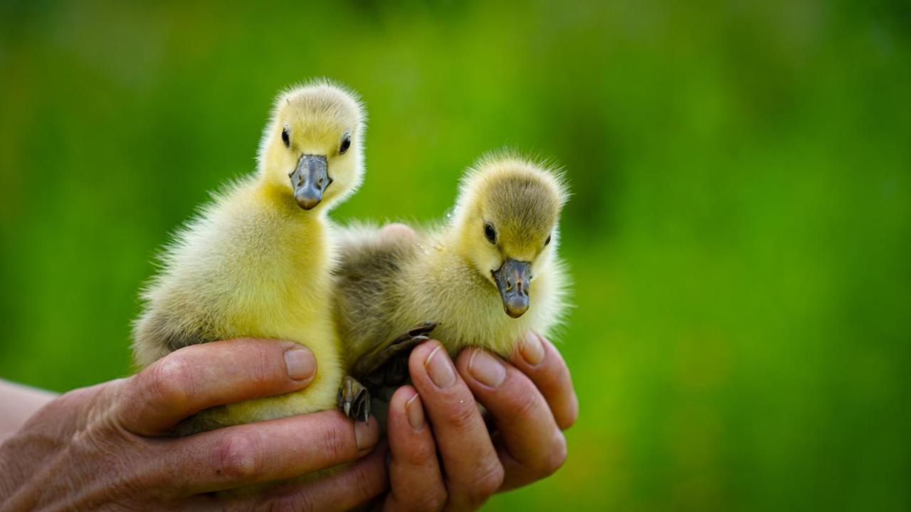 Arca Dos Animais - Farming & Spa Каштелу-Бранку Экстерьер фото